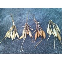 玉林农作物种子品牌及经营指南