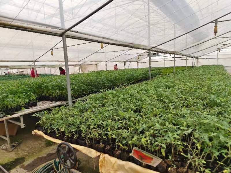 抢抓农时，武汉320万亩作物春耕备耕忙——农作物种子经营保障春耕生产