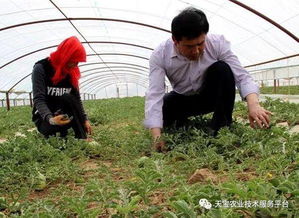 精耕细作 十三种常见作物的掐尖与打杈技术详解及种子经营入门