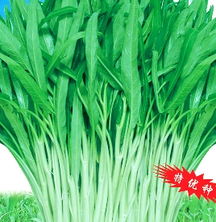 柳叶半青白空心菜 优质蕹菜种子的栽培与管理
