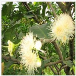 花卉、园林与农作物种子一站式采购攻略 从淘宝到专业平台天狼网gd188.cn